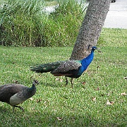 Picture 003